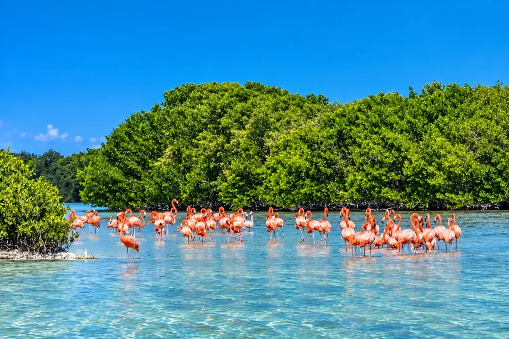 Santuario de Flamencos en Celestún